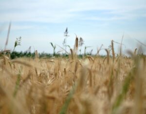 oats field