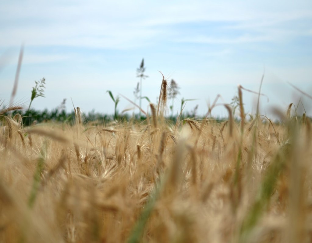 oats field