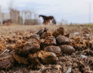 horse manure pile