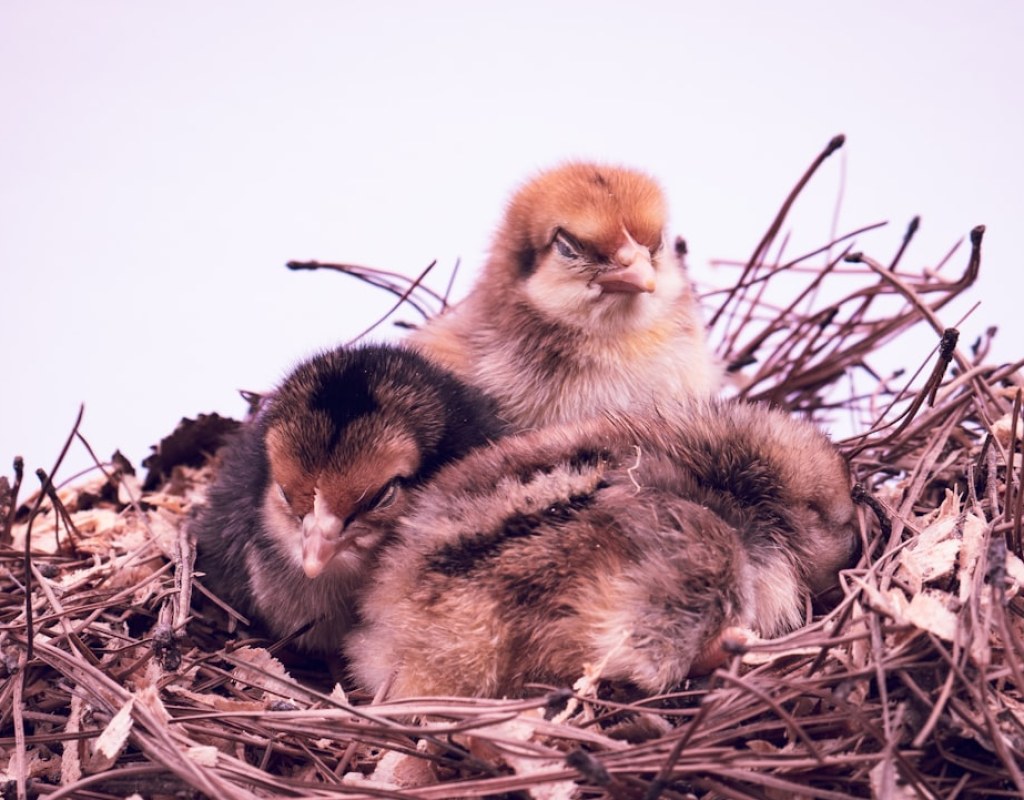 poultry hatchery
